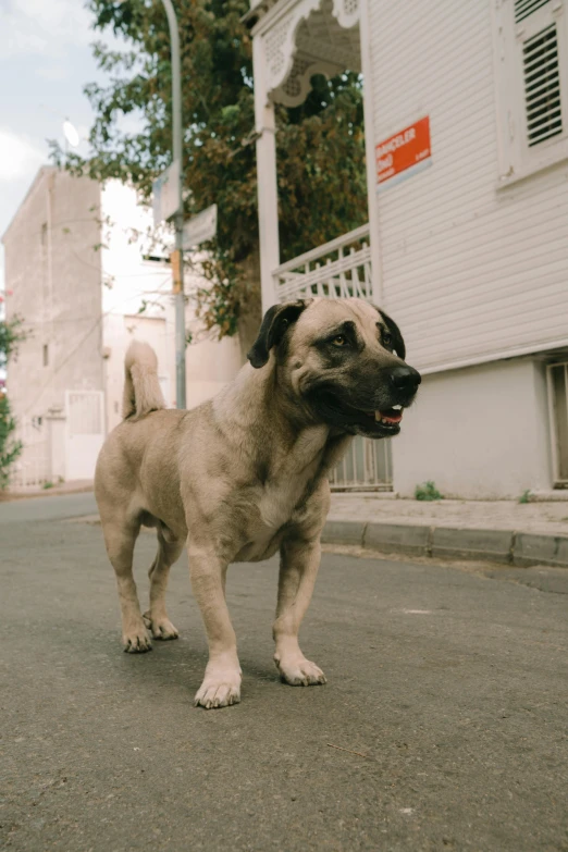 a tan puppy standing in the middle of the road