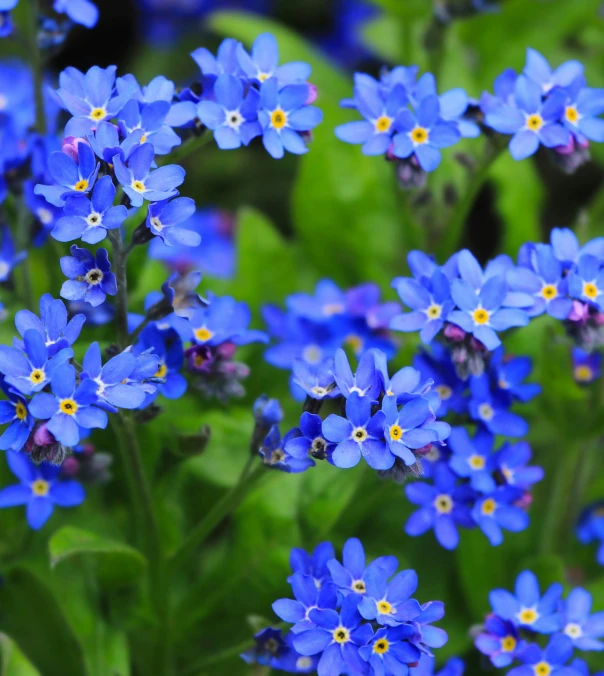 a bunch of blue flowers that are in the grass