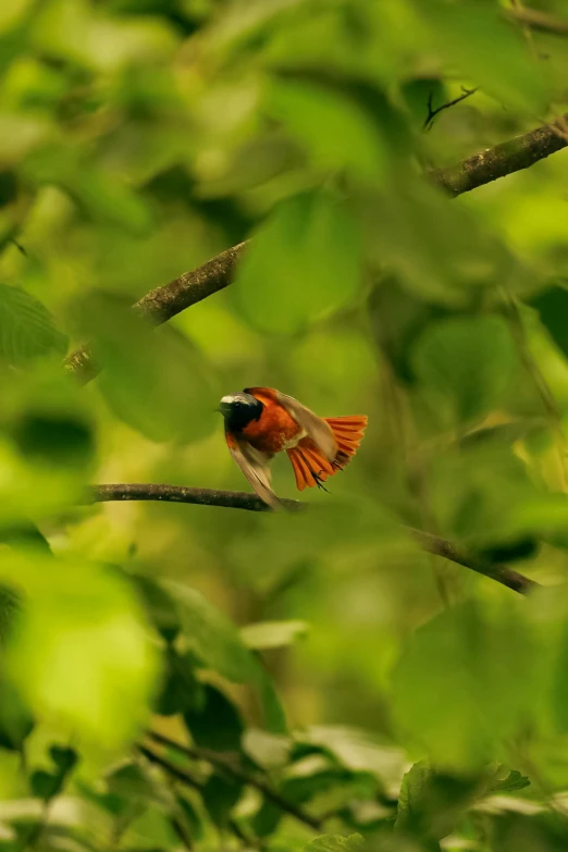 a bird is sitting on the nch of a tree