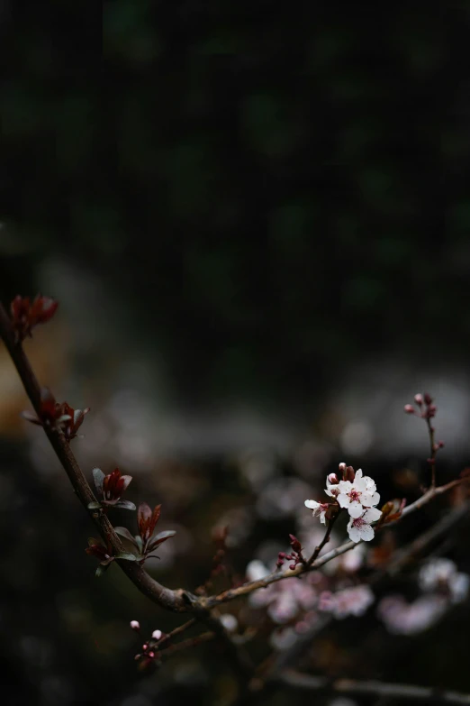 a close up of a flower on a tree nch