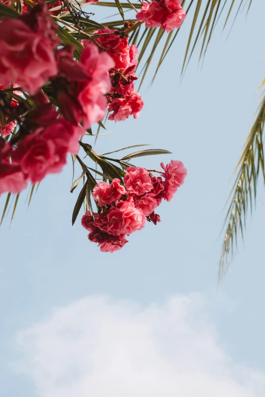 bright pink flowers set against a clear blue sky