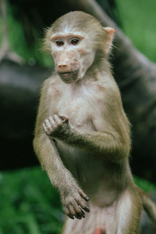 a small brown and white monkey standing on a grassy area