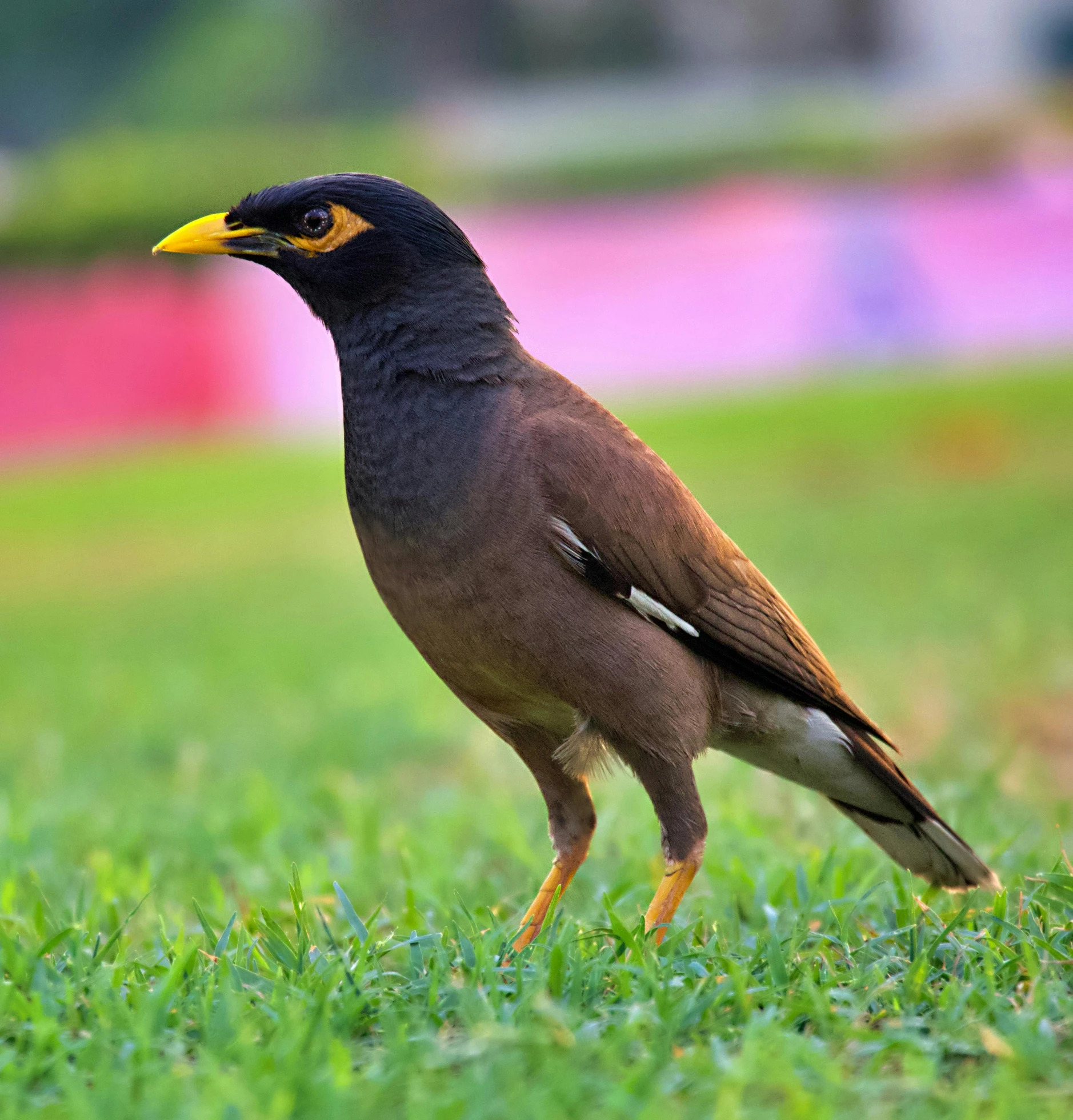 brown and black bird in the middle of a grass field