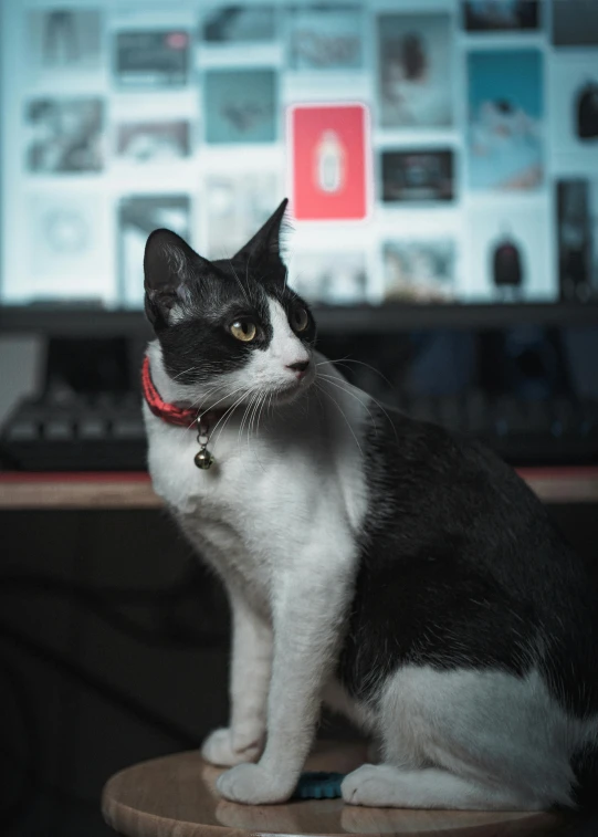 a black and white cat is sitting on top of a desk