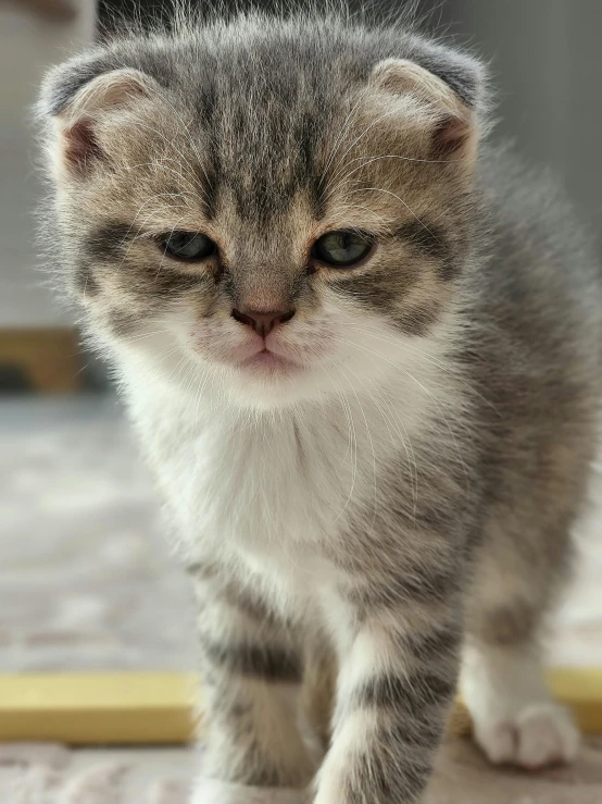 this is a close up image of a small kitten