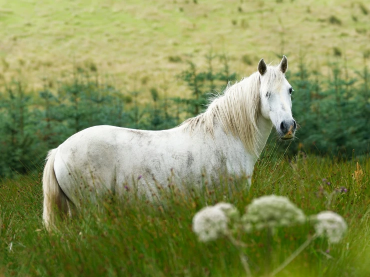 a horse standing in a field next to bushes