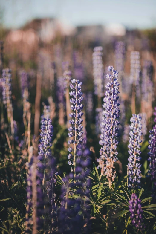 purple flowers in a field are standing tall