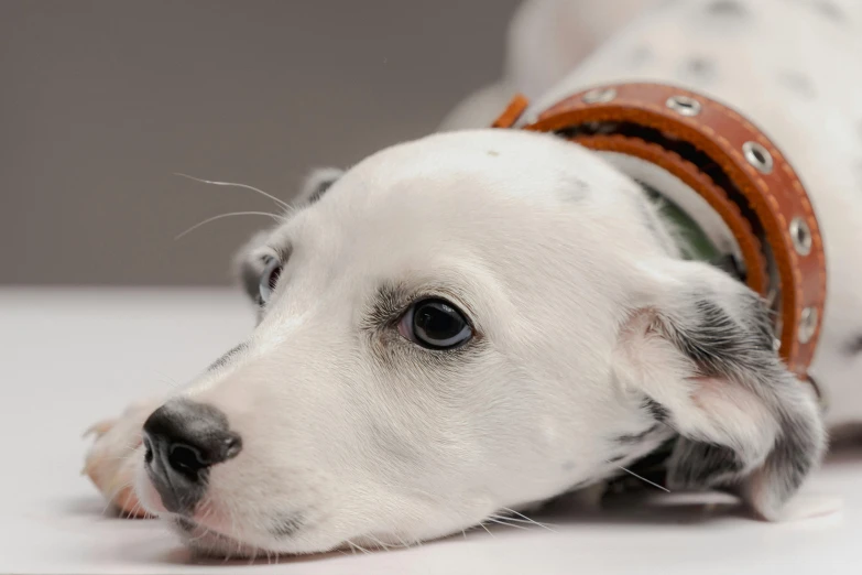 a white dog with black and grey fur on a table