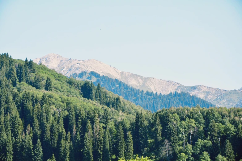 trees on the side of a mountain range