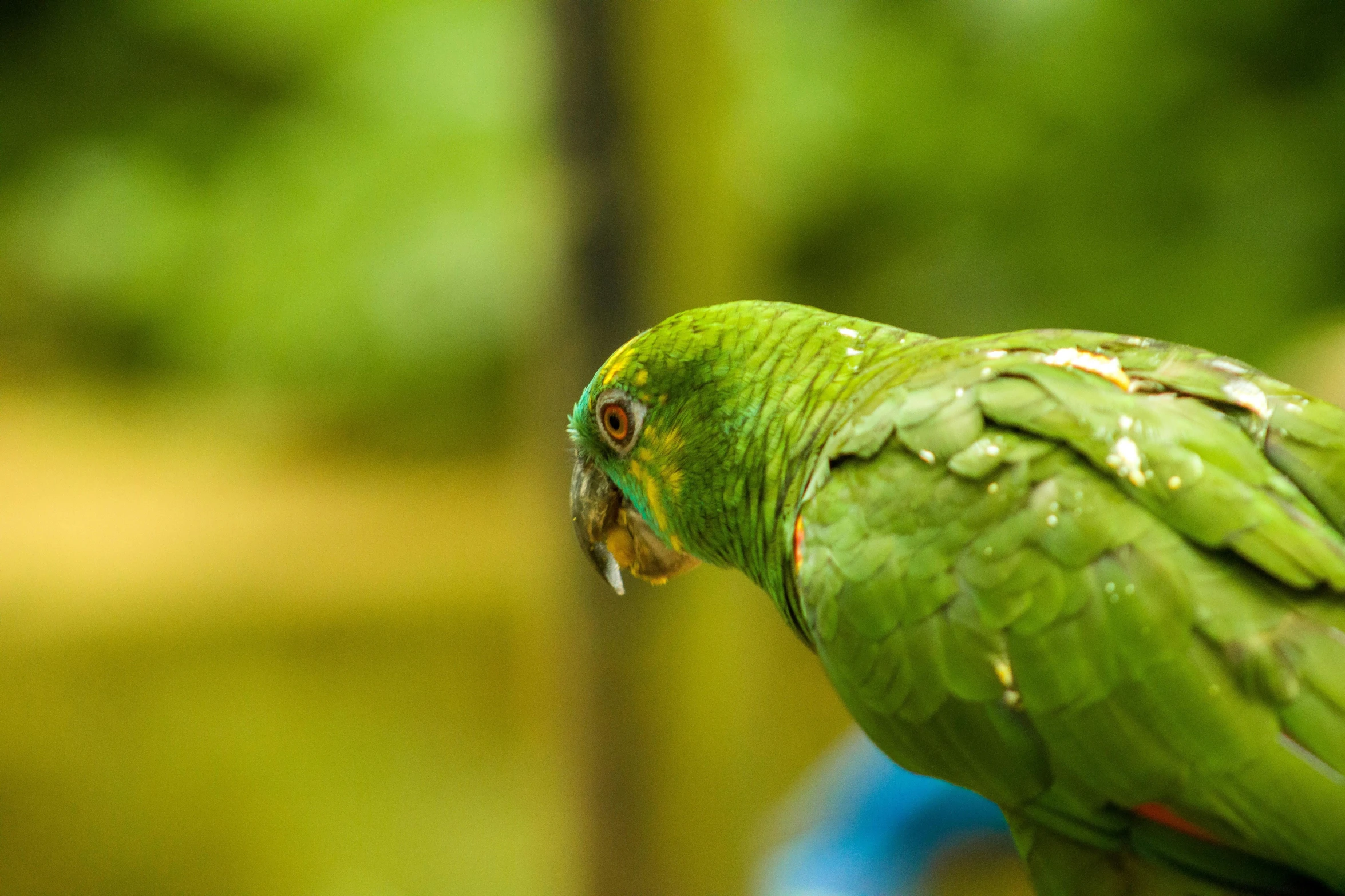 a green parrot has a bite taken out of it's mouth