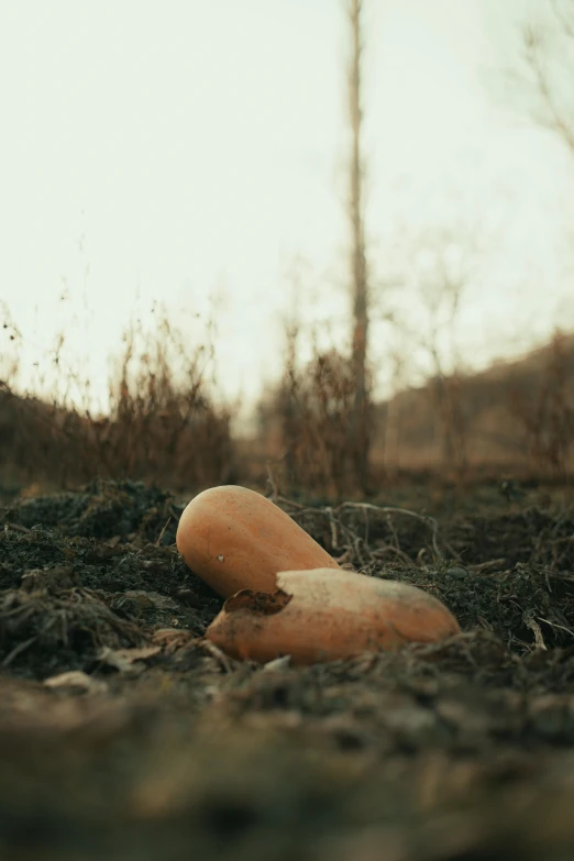 a brown colored object laying in the grass