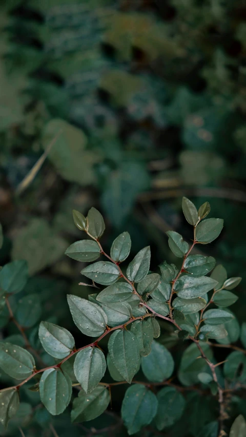 close up picture of a plant with no leaves