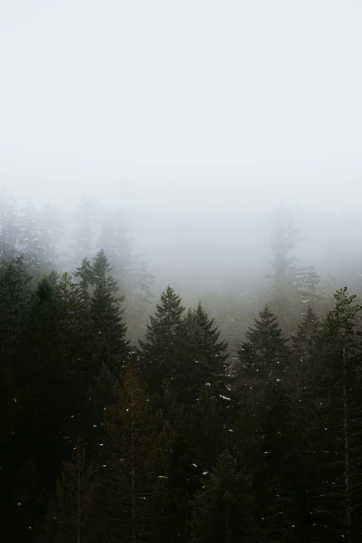 several pine trees in fog, with a light dusting