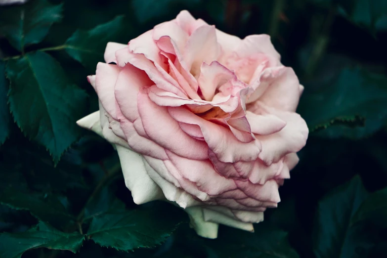 a pink rose that is sitting in the grass