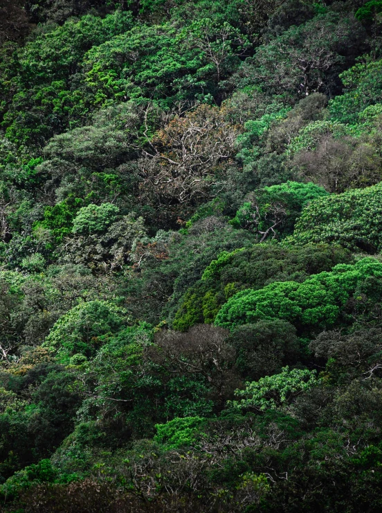 a hillside covered in vegetation in the middle of an area with trees