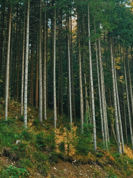 trees are in a row on the hillside