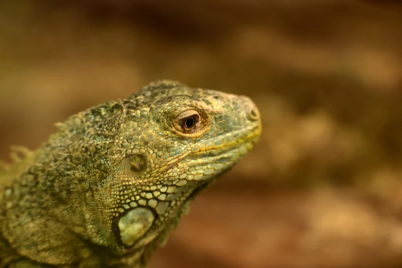 an iguana looks into the distance while standing on the nch