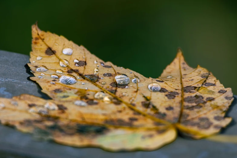 this is an image of some leaves with water droplets on them