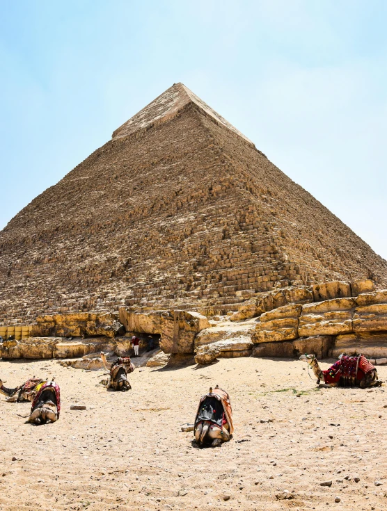 a pyramid is in the background while other camels are lying around it