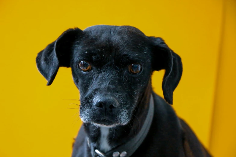 a black dog is wearing a collar and looking at the camera