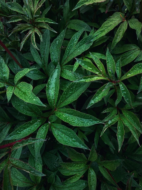 a bunch of green plants that are in the middle of it