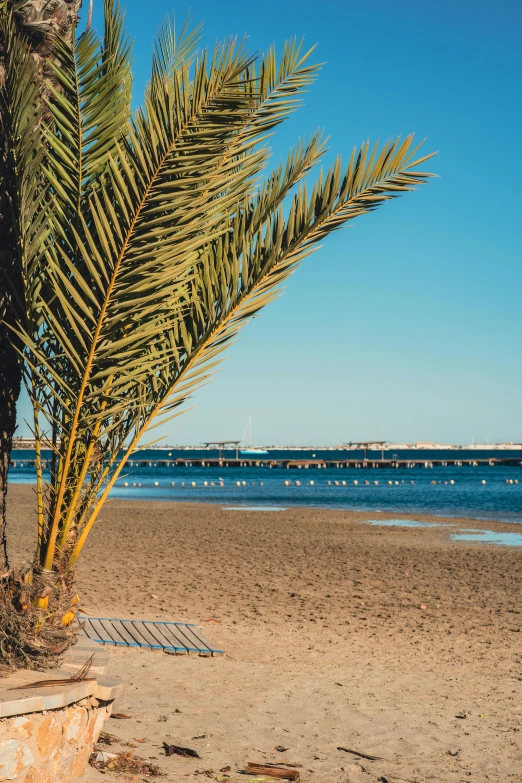 a palm tree is growing on the beach