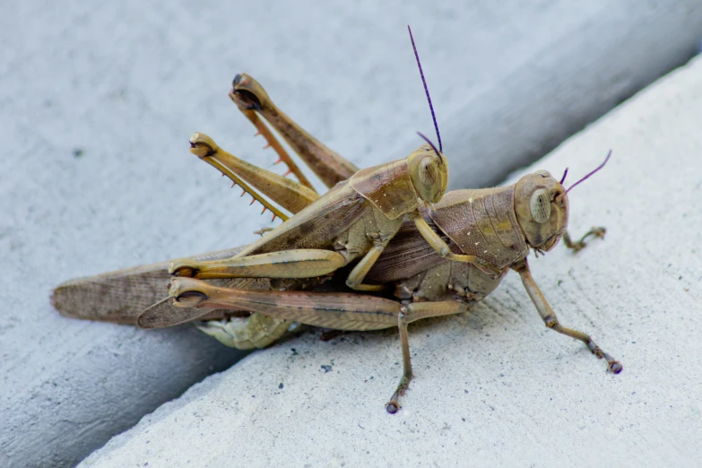 a brown locus is standing on a white wall