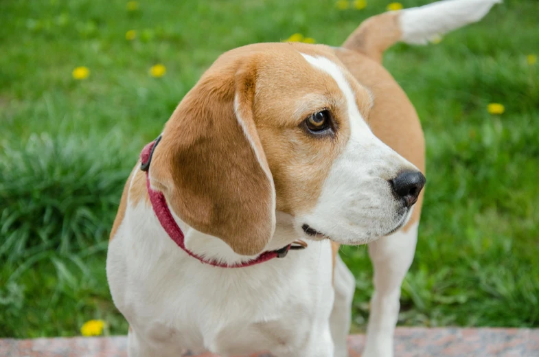 a beagle standing outside by himself, looking at the camera