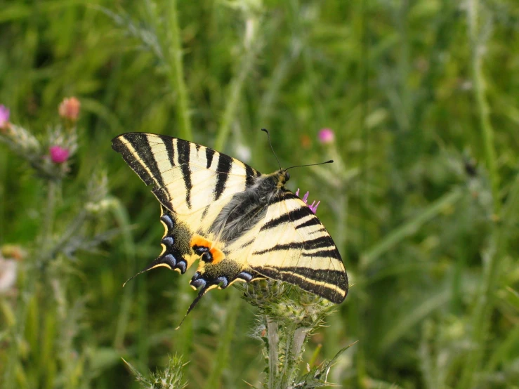 a large yellow and black erfly flying near a field