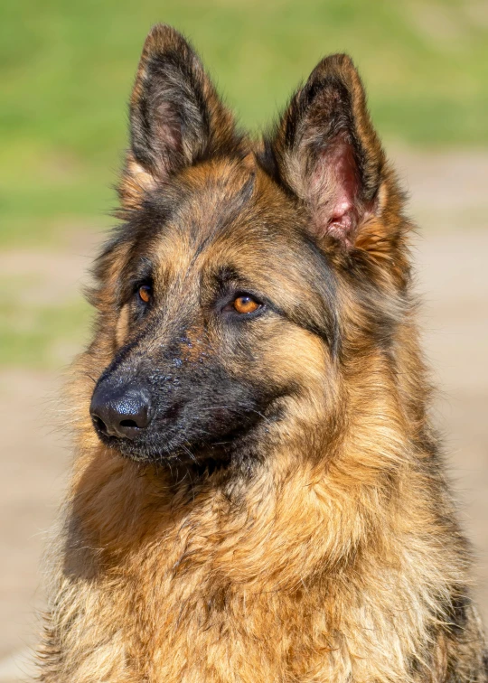 a dog looking at the camera with a brown and black face