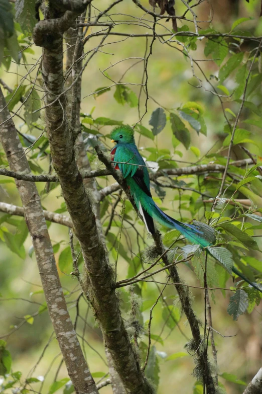 green and blue bird on a nch of a tree