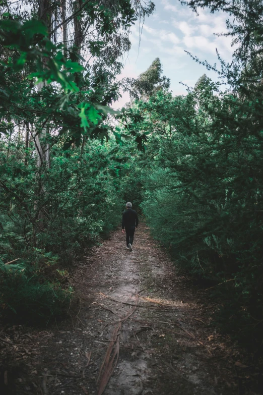 a single person walking down a dirt road surrounded by trees