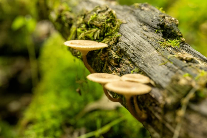 mushrooms sitting on the log of a fallen tree in the forest