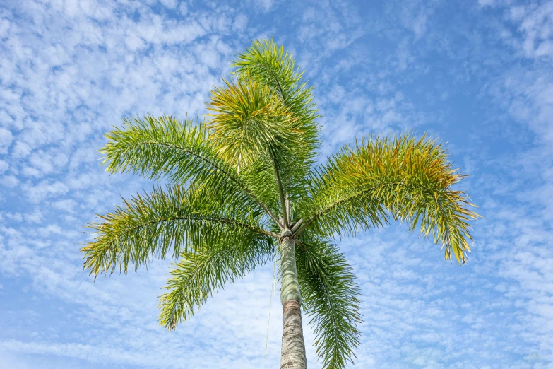 the large palm tree is still standing alone