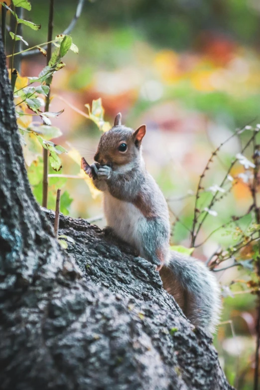 a squirrel is sitting in a tree looking at soing