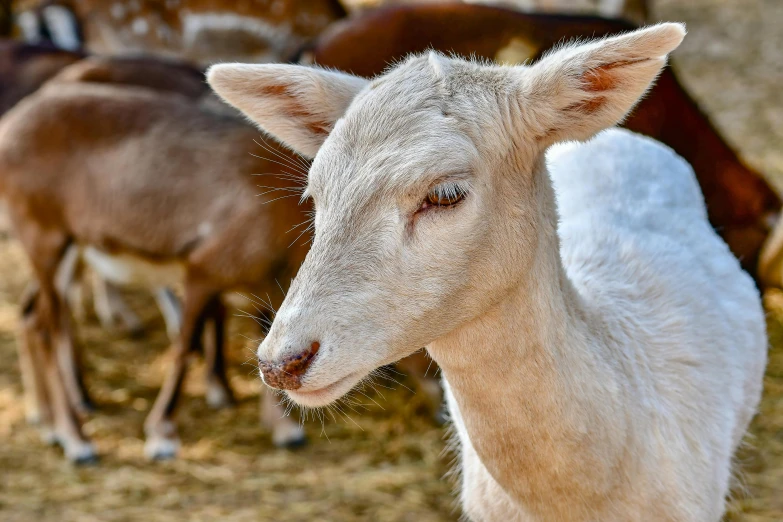 the head of an adult goat in front of other goats