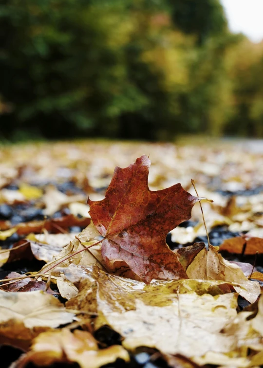 an orange and red leaf laying on the ground