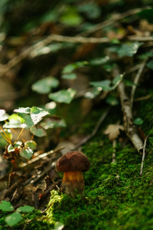 a small mushroom growing in the middle of a mossy forest floor