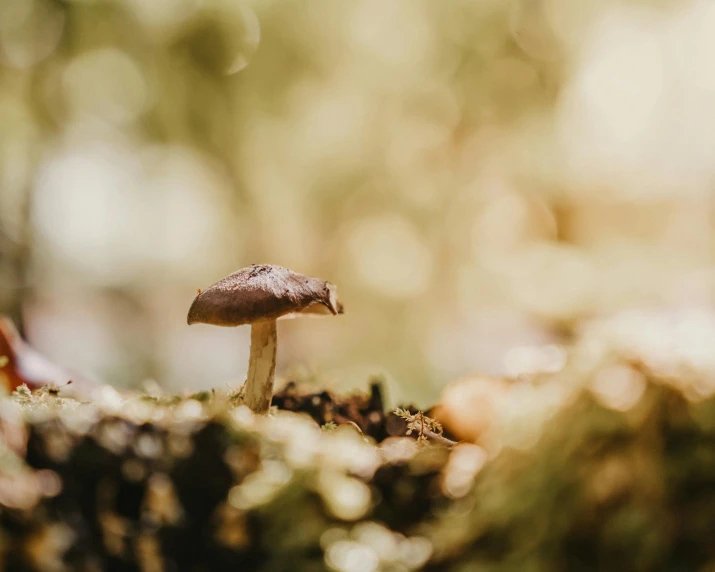 the mushrooms are growing on the mossy surface