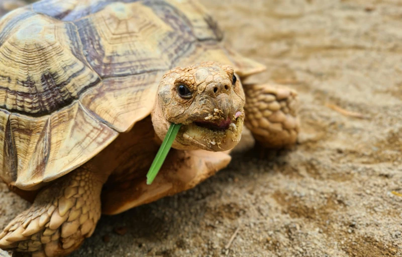 a turtle eating soing on the ground