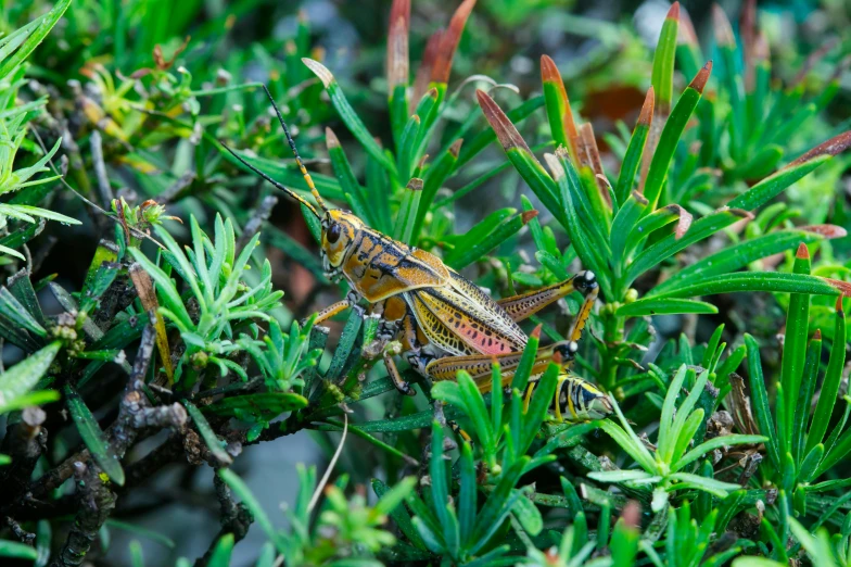 grasshoppers are resting on a nch with small leaves