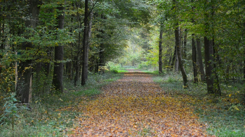 dirt path with trees and leaves on it