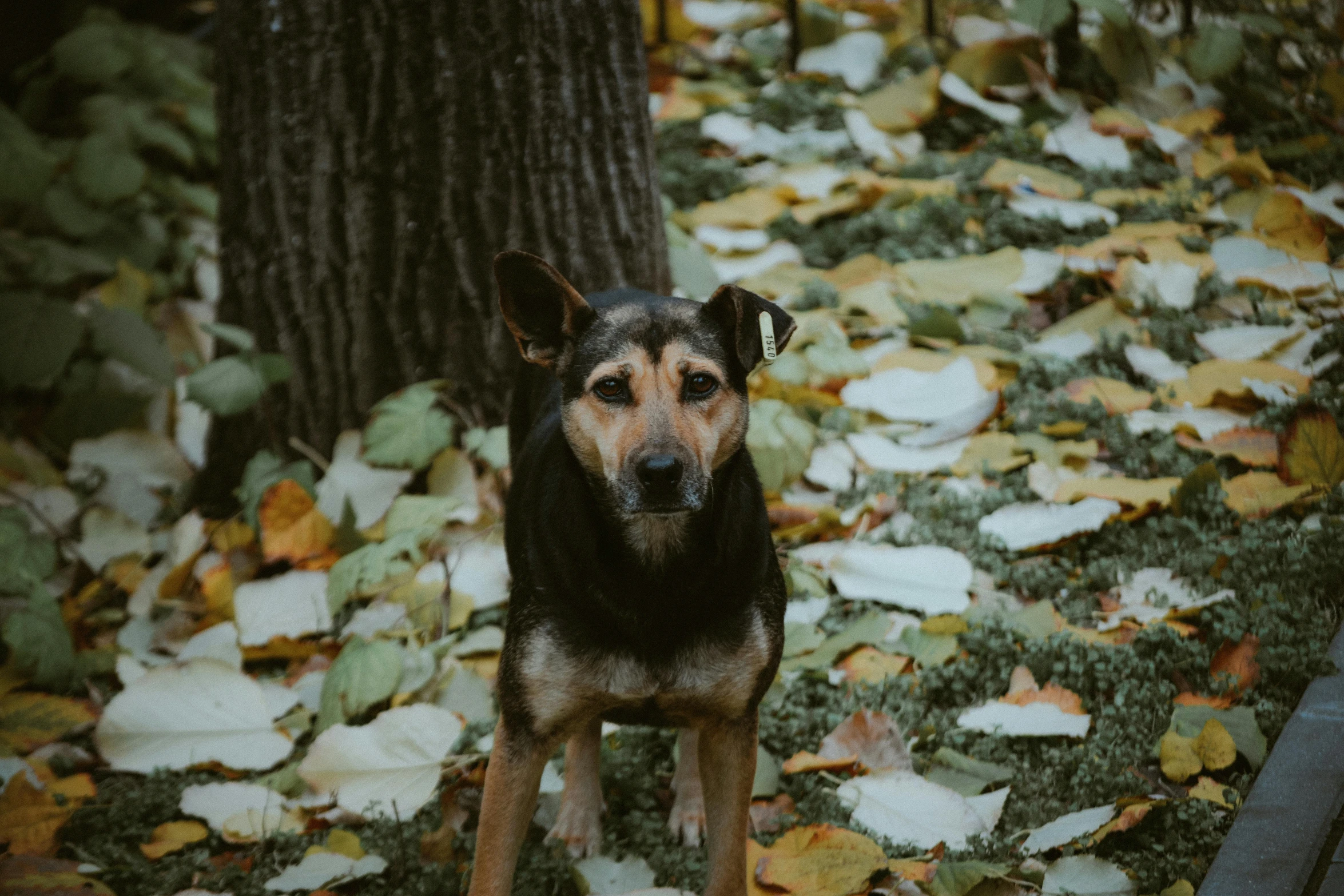 a brown and black dog stands in the leaves