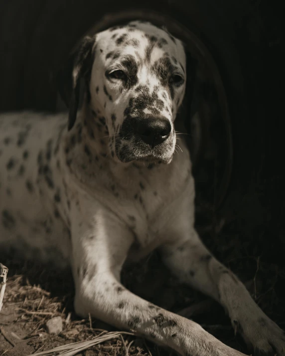 a spotted dog is laying on the ground