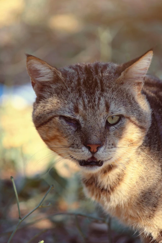 a grey and orange striped cat is staring at the camera