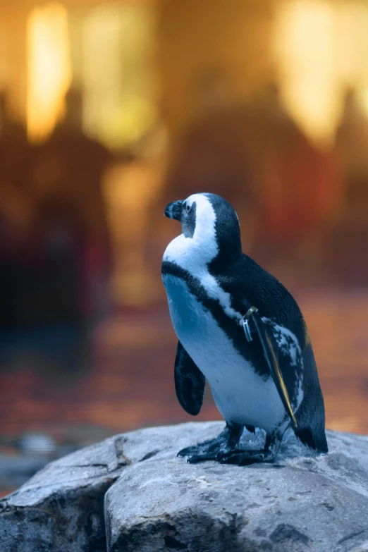 a penguin standing on top of some rocks