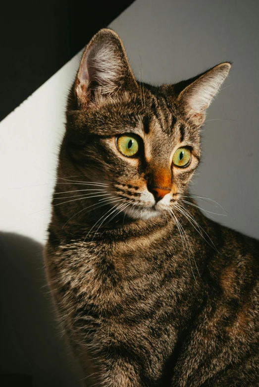 a striped cat sitting in front of a white wall