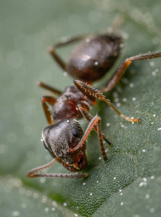 two tiny bugs on the leaf