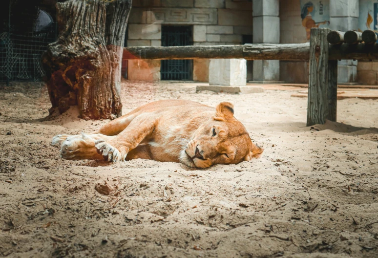 a small lion is lying on the sand in a zoo enclosure