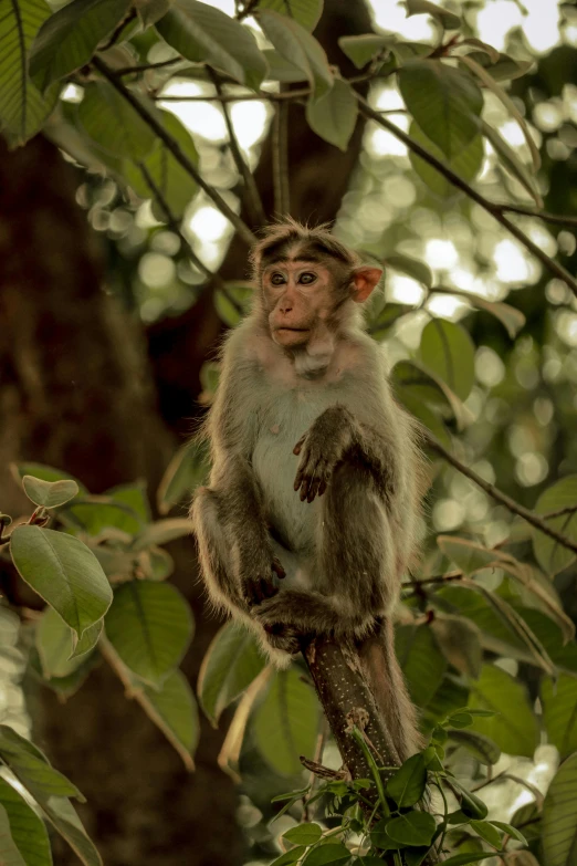 a long necked monkey in a tree nch